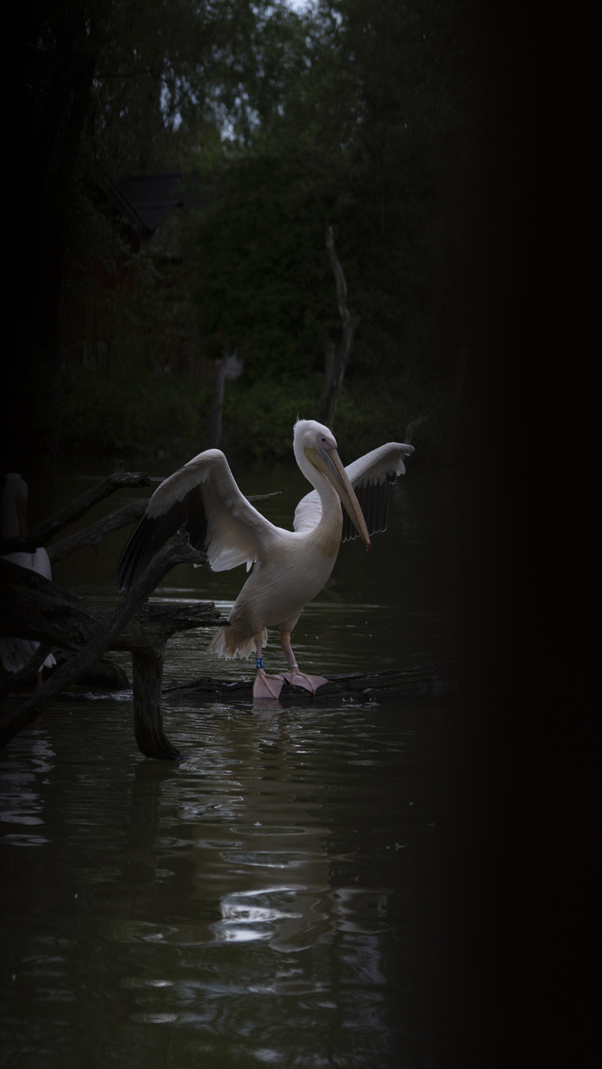 Photographie, Evie Rigaud