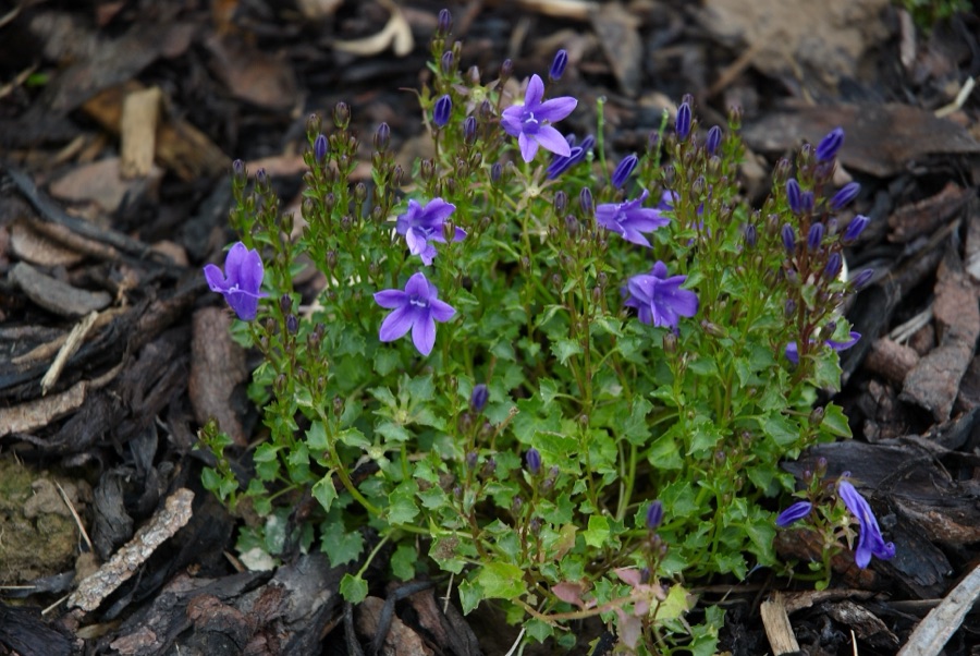 Campanula muralis — Campanule des murs