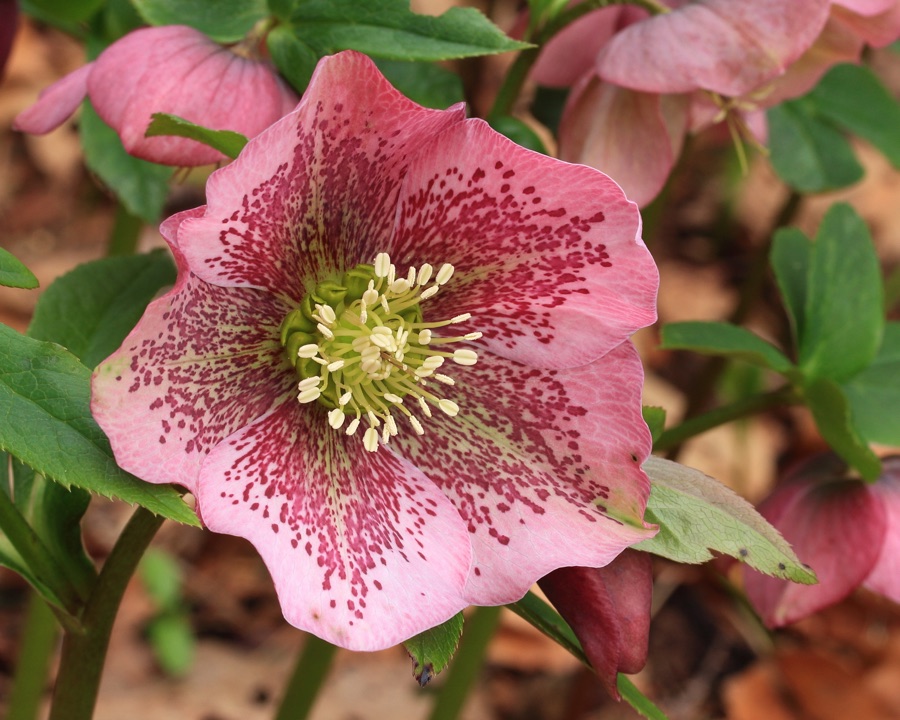 Helleborus orientalis — Hellébore d'Orient