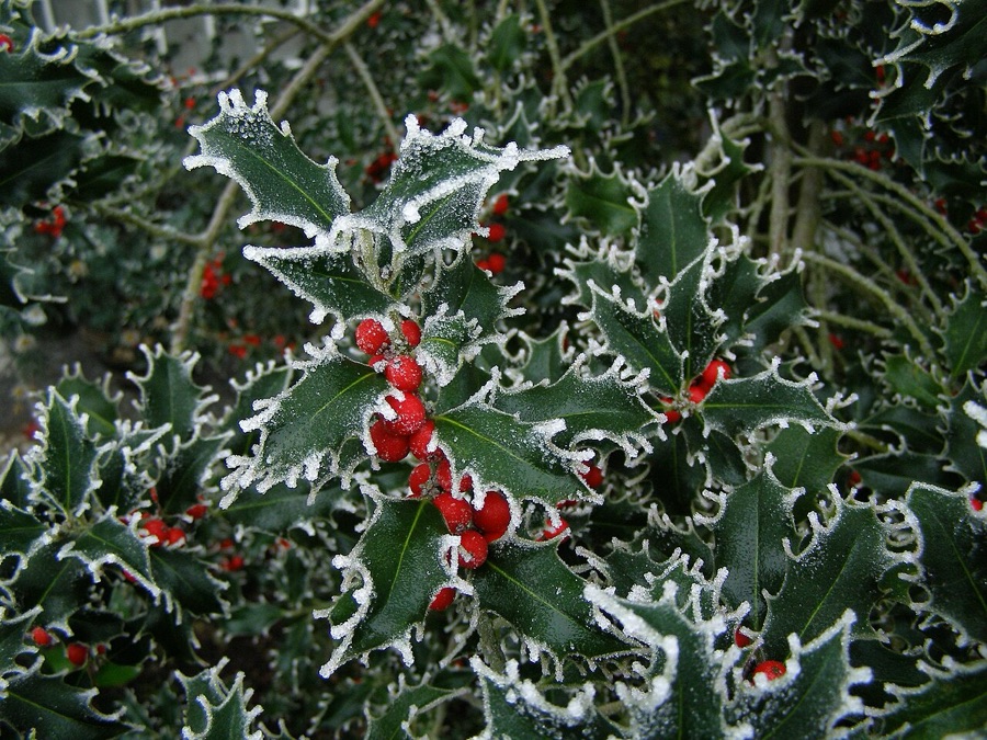 Ilex aquifolium — Houx commun
