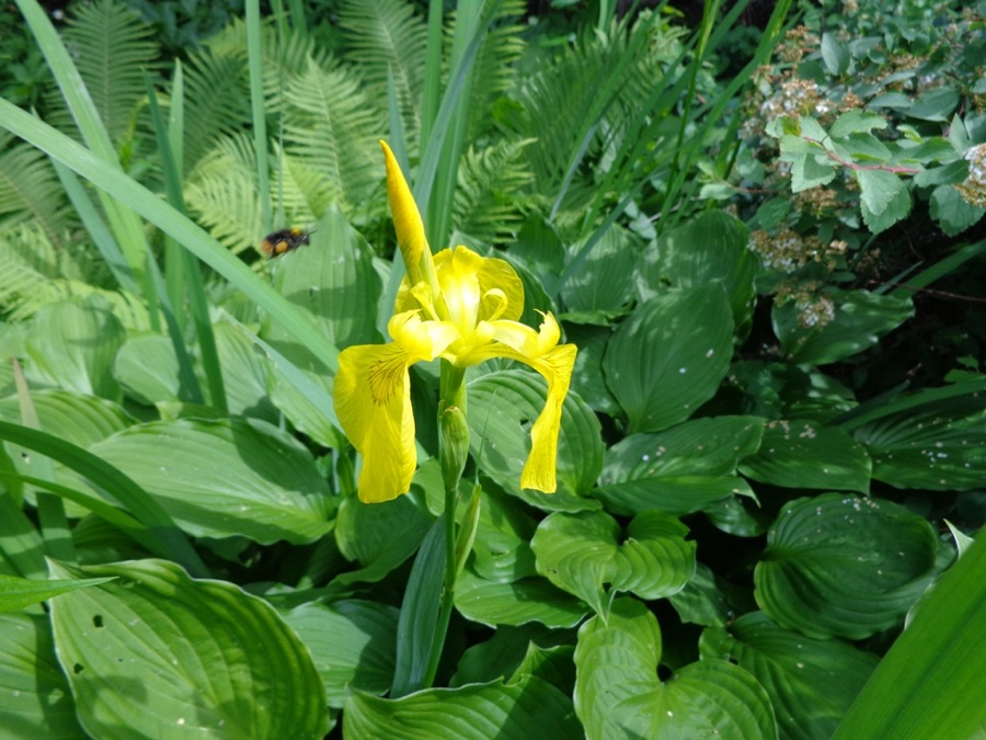 Iris pseudoacorus — Iris des marais