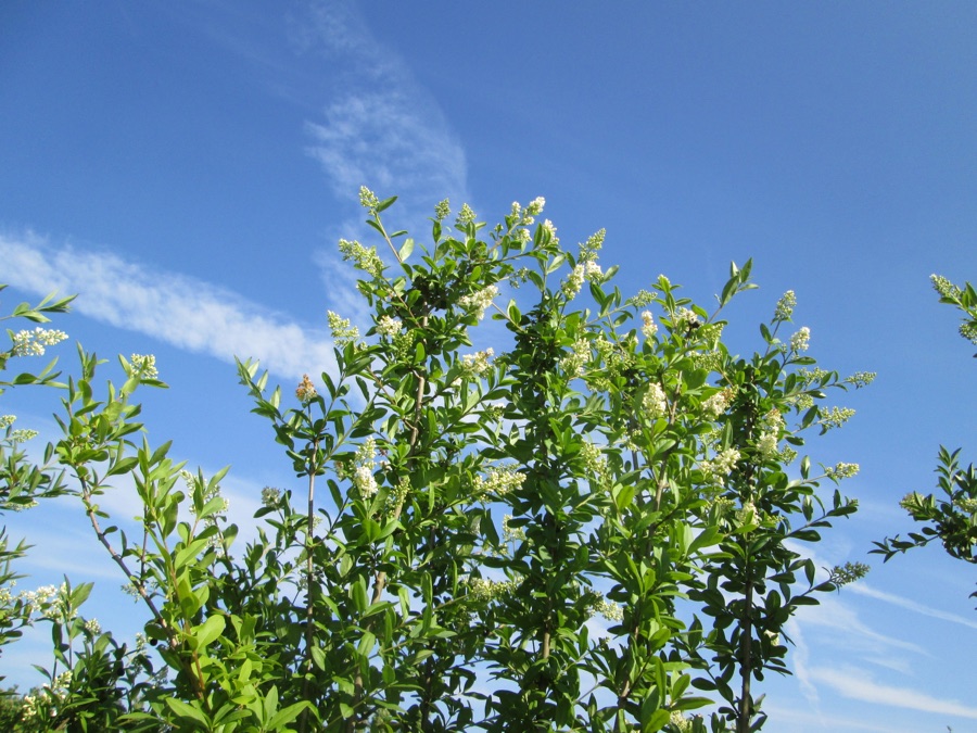 Ligustrum vulgare — Troène commun