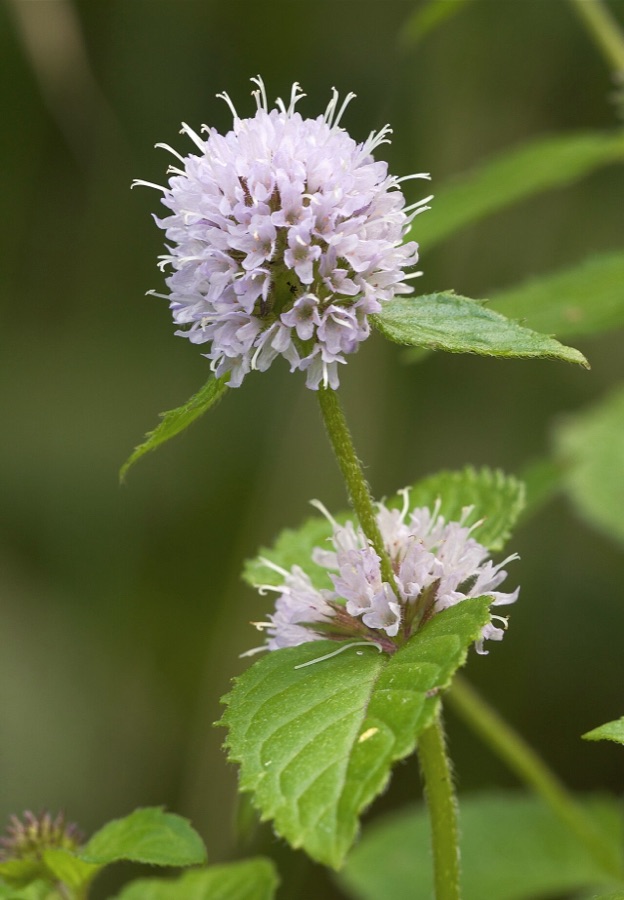 Mentha aquatica — Menthe aquatique